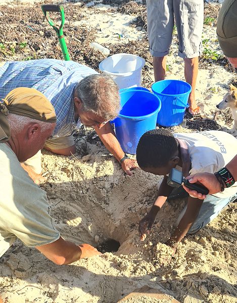 Jumba Beach - Turtle Hatching / Schlupf