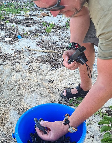Jumba Beach - Turtle Hatching / Schlupf