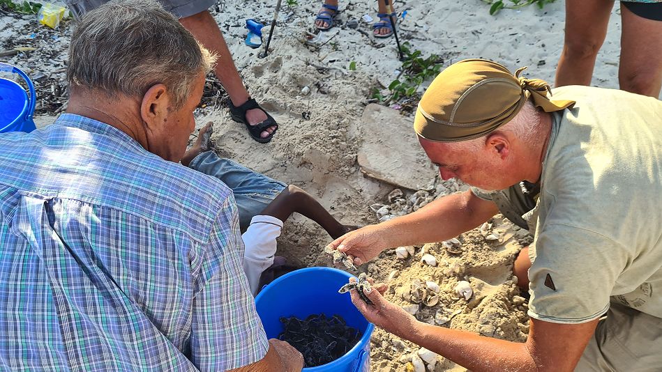 Jumba Beach - Turtle Hatching / Schlupf