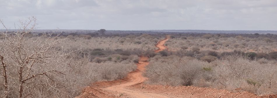 im geradeaus im Tsavo West, endlose Weite