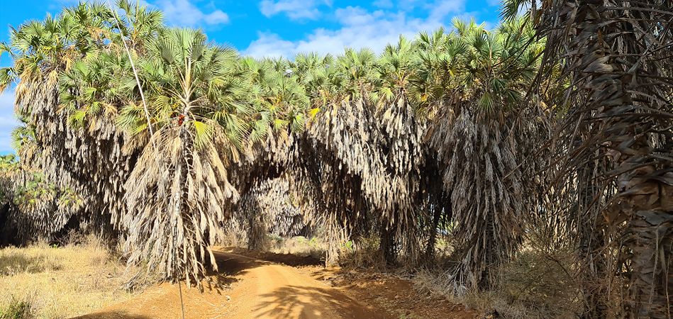 unterwegs im Tsavo West