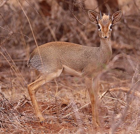 Dik Dik, Bock