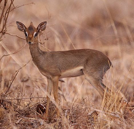 Dik Dik Weibchen