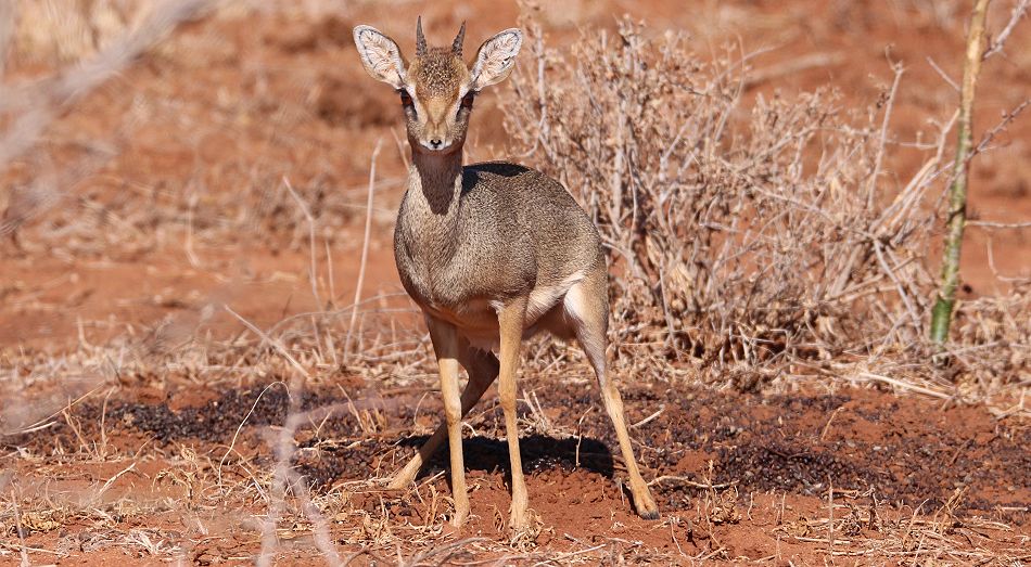 Dik Dik im Tsavo West National Park