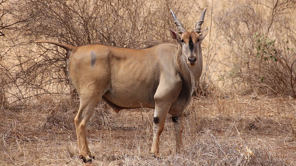 Elenantilopen Bock im Tsavo West National Park