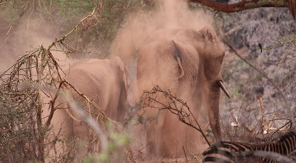 Elefanten im Tsavo West National Park