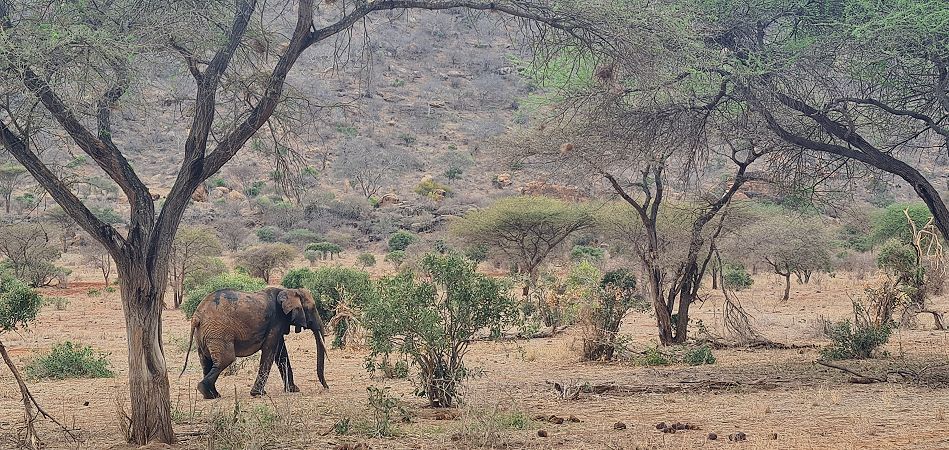 Elefant im Tsavo west Park