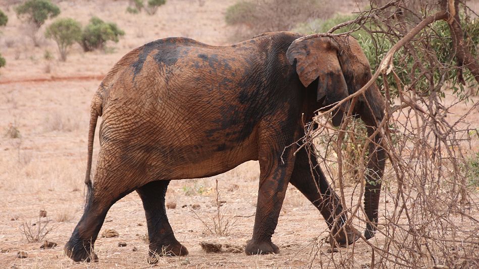 Elefant im Tsavo west Park