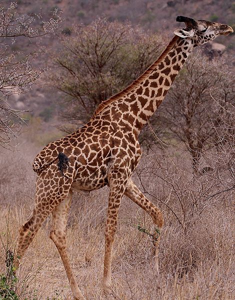 Masai Giraffe im Tsavo West Park