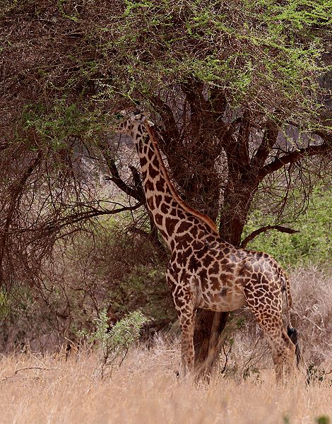 Masai Giraffe