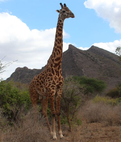 Masai Giraffe