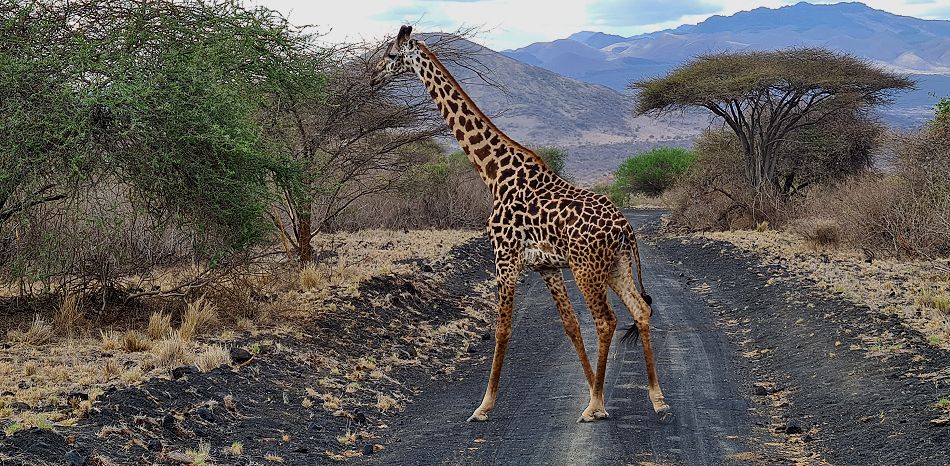 Masai Giraffe im Tsavo West 