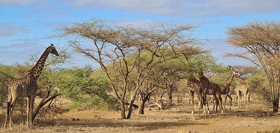 Masai Giraffen im Tsavo West