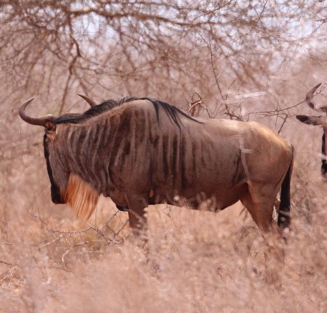 Weissbartgnus im Tsavo West