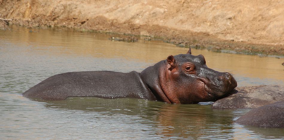 Flusspferd in Wasserstelle im Tsavo West