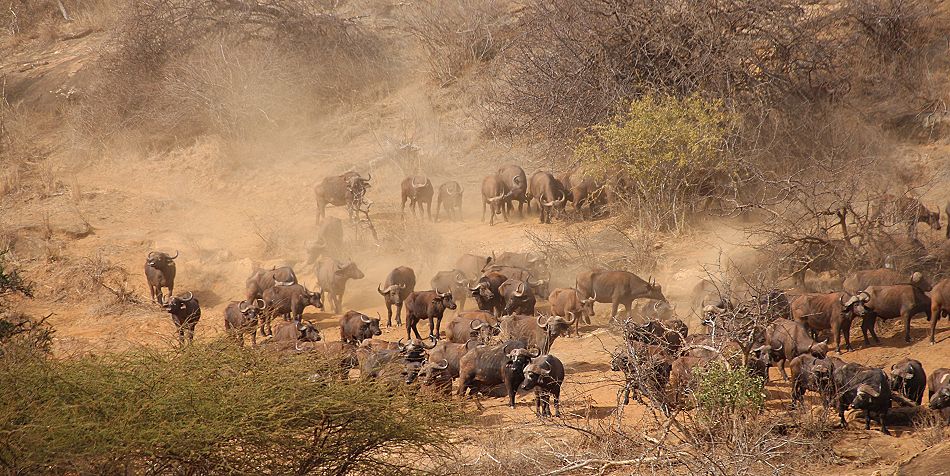 Kaffernbüffel Herde im trockenen Tsavo West National Park