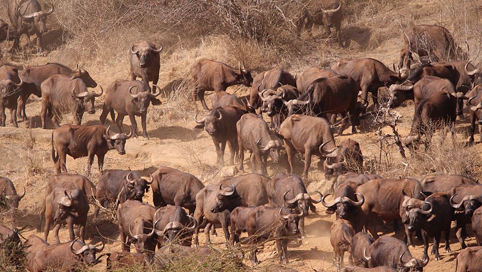 Kaffernbüffel im Tsavo West