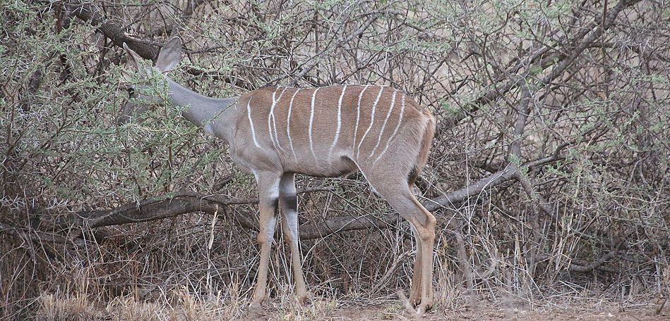 Kleiner Kudu