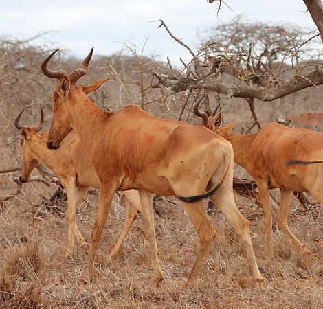 Kongonis im Tsavo West