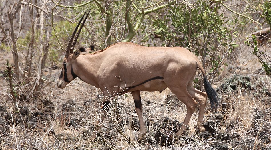 Büschelohroryx, Tsavo West