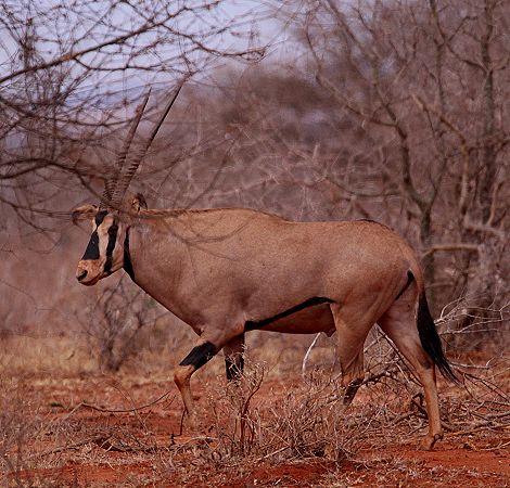 Fransenohroryxantilope