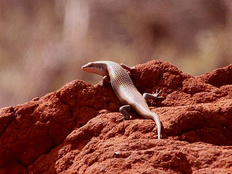 Skink