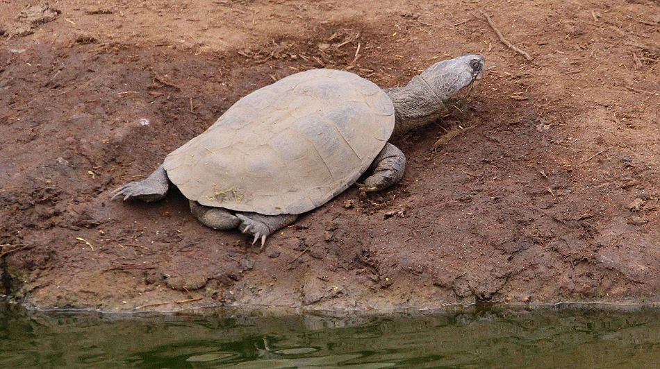 Pelomedusenschildkröten