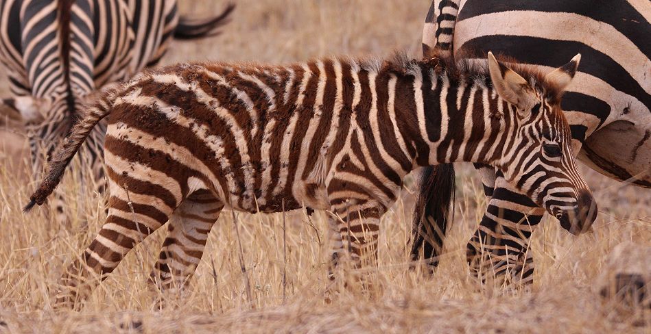 Zebras