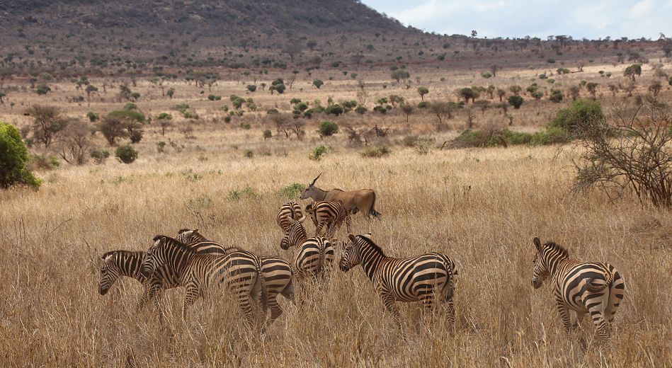Zebras in der Dürre des Tsavo West September 2022