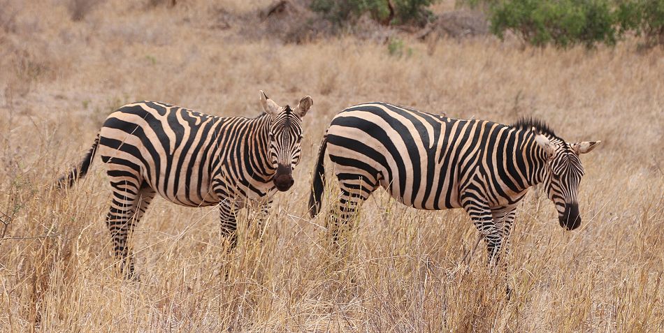 Zebras in der Dürre des Tsavo West September 2022