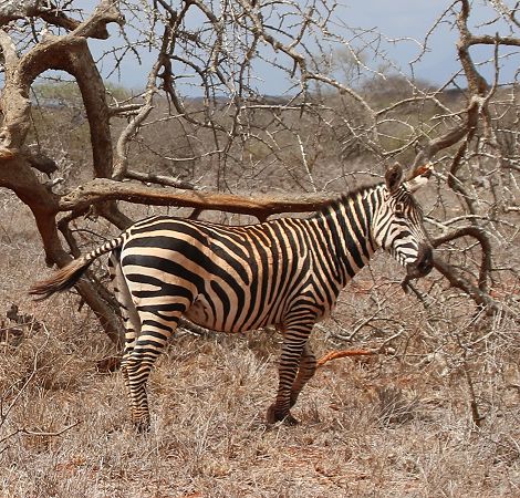 Zebra im Tsavo West