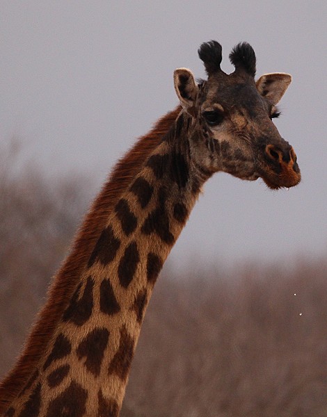 Giraffen Wasserloch im Amboseli Bush Camp