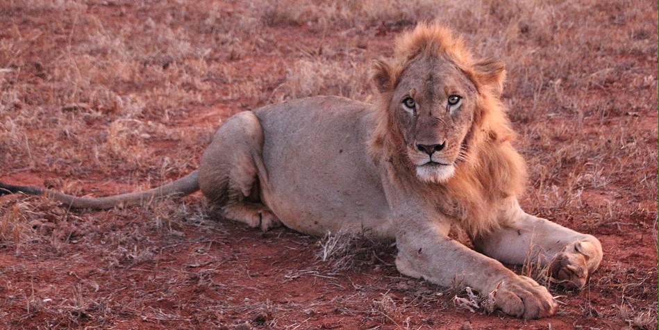 Tsavo Löwe, Männchen