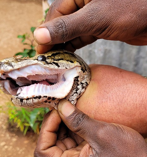 African Rock Python (Python sebae)