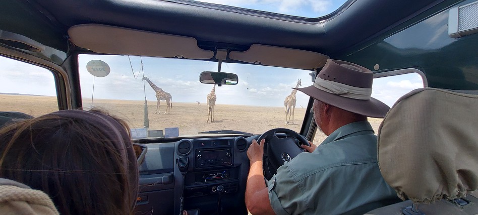 zwischen Masai Giraffen