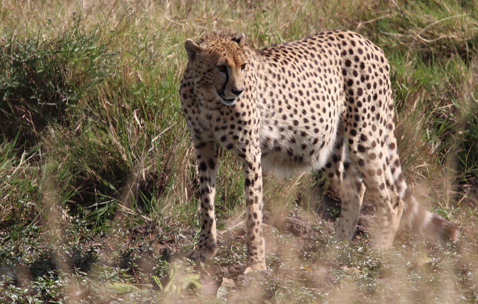 Oloti, Geparden Männchen in der Masai Mara