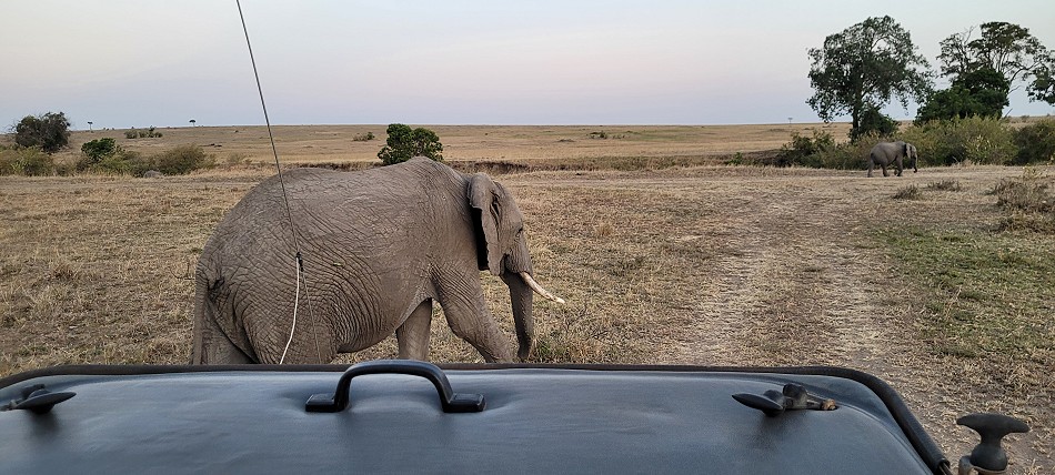 Safari, auf Pirschfahrt mit Kindern in der Masai Mara