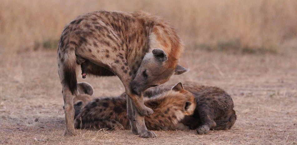 Tüpfelhyänen in der Masai Mara