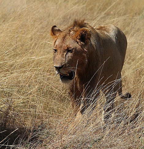 Löwen vom Rongai Rudel, Masai Mara