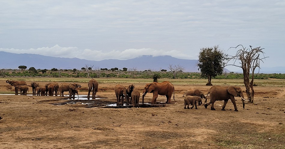 Sentrim Tsavo Camp, ex Tarhi Camp - Tsavo Ost National Park