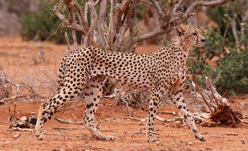 hungrige Geparden Männchen im Tsavo Ost National Park