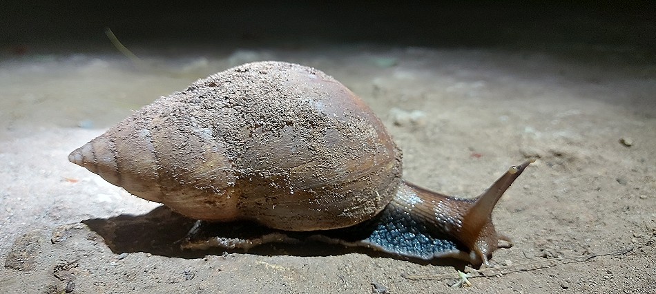 Achatschnecke, Boko Boko Bungalows and Guesthouse
