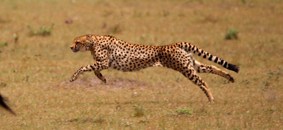 Geparden Männchen, Mbili Bora (ex Tano Bora) jagen Zebras