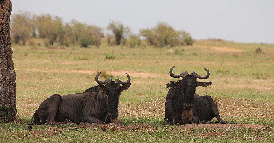 Gnu, Masai Mara