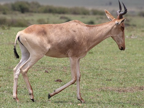 Kongoni, Masai Mara