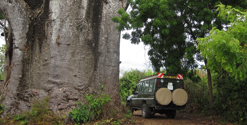 Kururvitu Beach, gigantischer Baobab