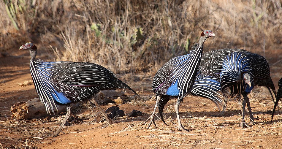 Geierperlhühner, Laikipia
