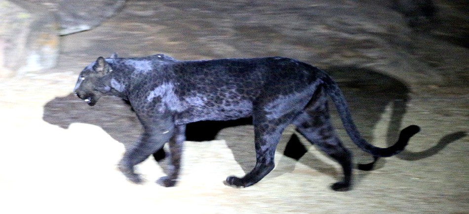 Giza, schwarzer Leopard