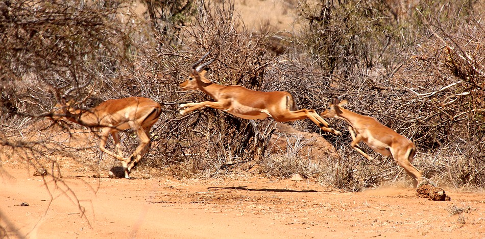 Impala Sprung in die Zukunft