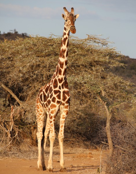 Laikipia, Netzgiraffe